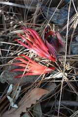 Chiranthodendron pentadactylon