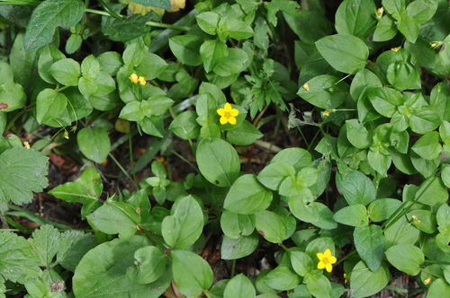 Yellow Pimpernel