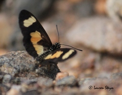 Acraea cabira