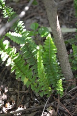 Nephrolepis rivularis