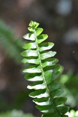 Nephrolepis rivularis