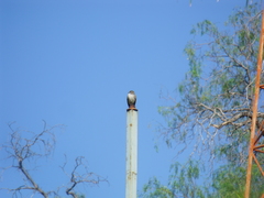 Pyrocephalus rubinus