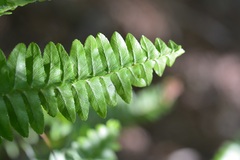Nephrolepis rivularis