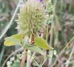 Trifolium squarrosum