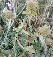 (c) Ralf, some rights reserved (CC BY) Trifolium squarrosum, photograph (c) Ralf, some rights reserved (CC BY)