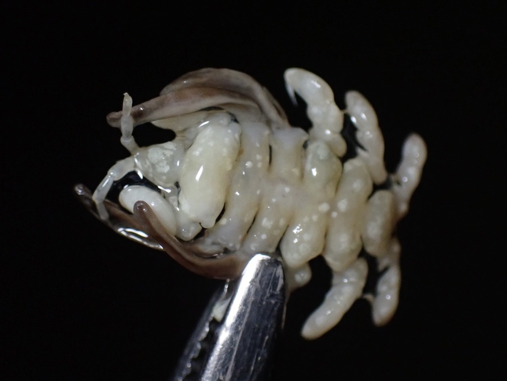 Cyamus eschrichtii