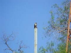 Pyrocephalus rubinus