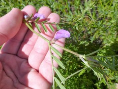 Vicia sativa nigra