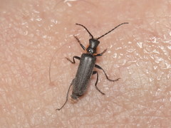 Cantharis xanthoporpa