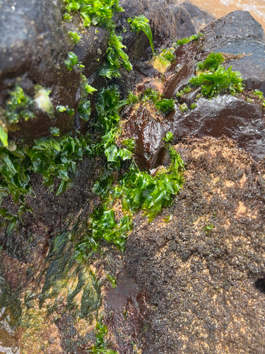 Ulva lactuca observed 2026-05-30