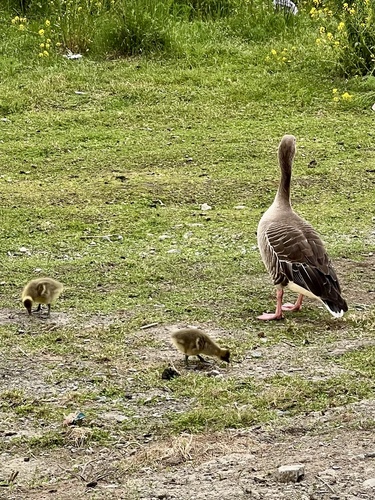 Greylag Goose