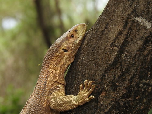 Black-throated Monitor