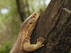 Varanus albigularis microstictus