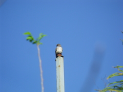 Pyrocephalus rubinus