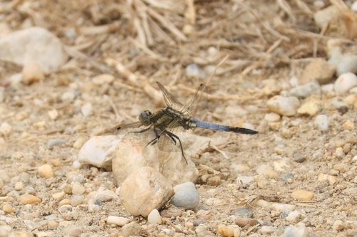 Black-tailed Skimmer