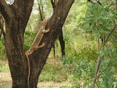 Varanus albigularis microstictus