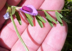 Vicia sativa nigra