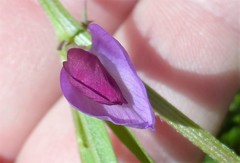 Vicia sativa nigra
