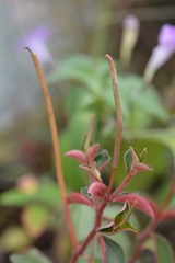 Peperomia consoquitlana