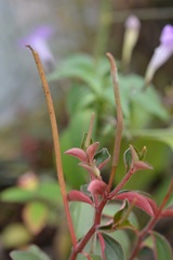 Peperomia consoquitlana