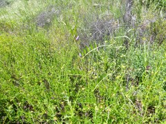 Vicia sativa nigra