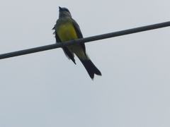 Tyrannus melancholicus