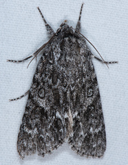 Acronicta impressa