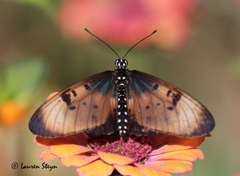 Acraea natalica