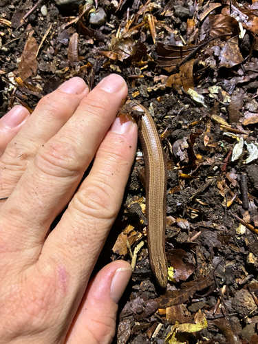 Common Slowworm