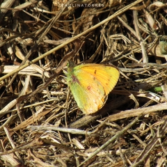 Colias vauthierii