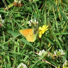 Colias vauthierii
