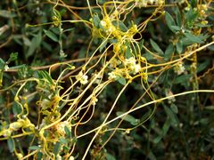 Cuscuta australis cesatiana