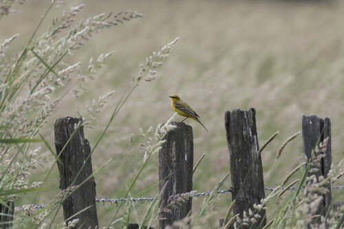 British Yellow Wagtail
