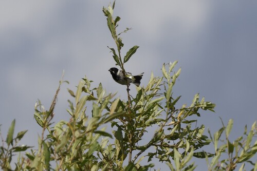 Reed Bunting