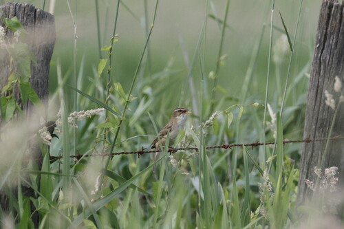 Sedge Warbler