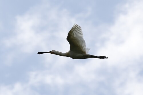 Eurasian Spoonbill