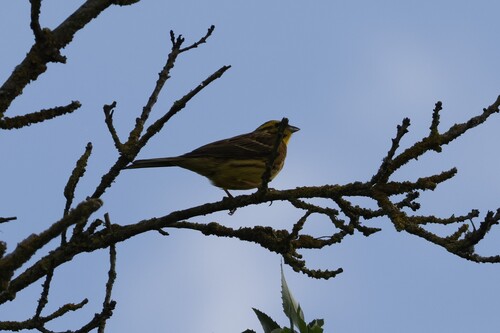 Yellowhammer