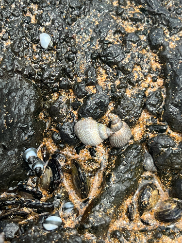 Littorina pintado observed 2026-05-30