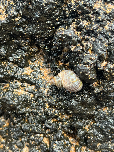 Littorina pintado observed 2026-05-30