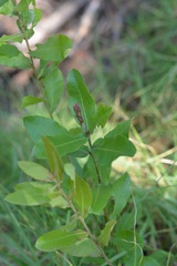 Quercus crispipilis