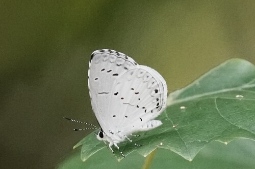 Summer Azure