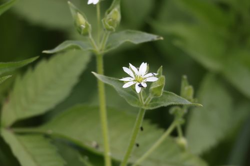 Water Chickweed