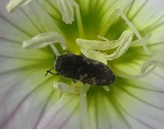 Acmaeodera neglecta neoneglecta