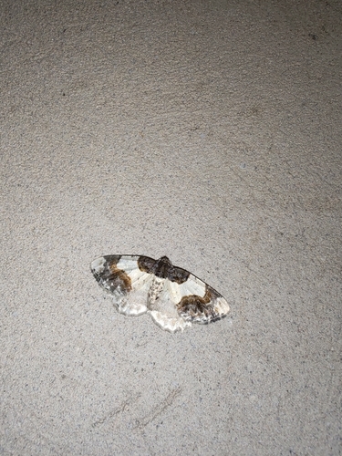 Scorched Carpet