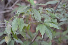 Quercus seemannii