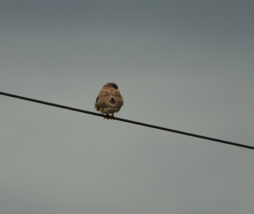 Eurasian Kestrel