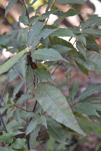 Quercus seemannii