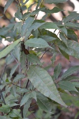 Quercus seemannii