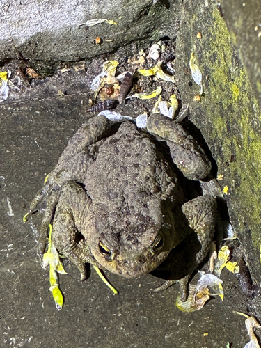 European Toad