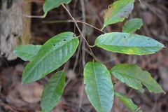 Prunus tetradenia